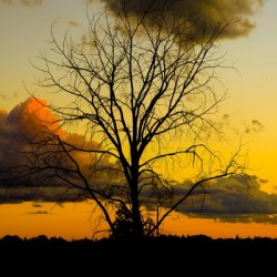 SUNSET AND TREE